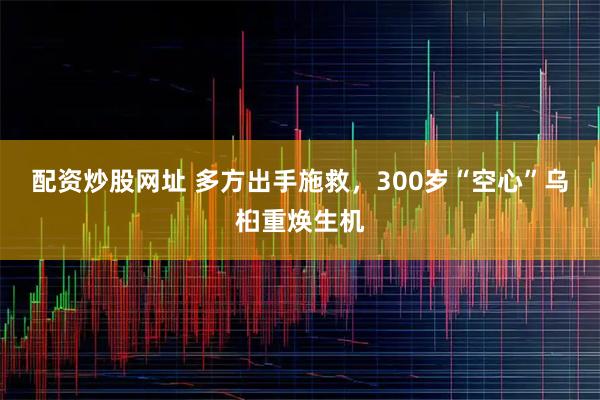 配资炒股网址 多方出手施救,300岁“空心”乌桕重焕生机